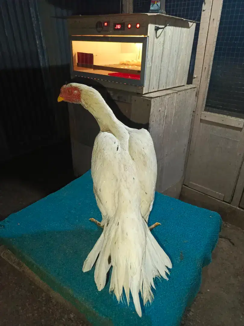 Induk ayam ekor lidi