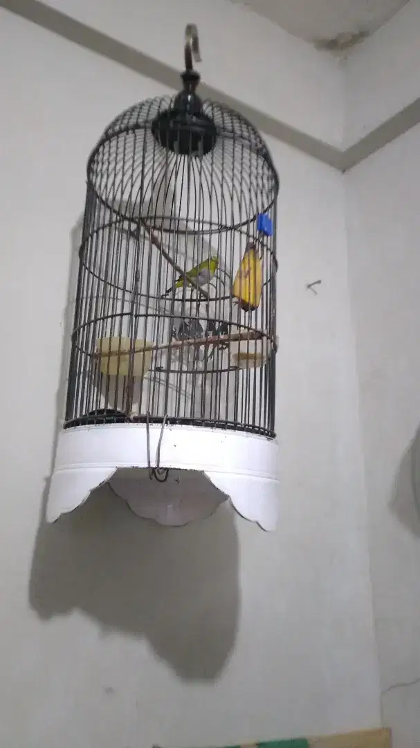 Jual sangar besi sama burung ya berisik banget mulus tingal gantung aj