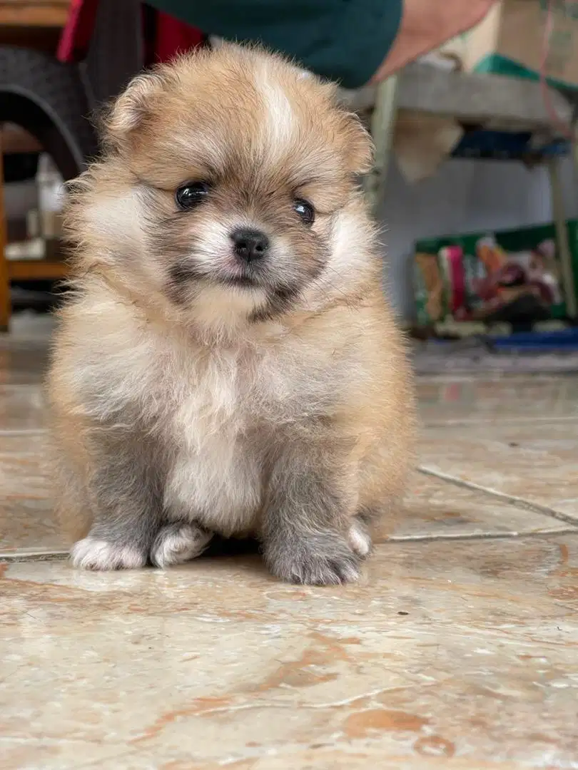 Dijual anakan mini Pom ( pomeranian )