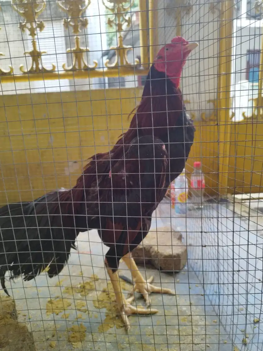 Tiga Ayam Keturunan Bangkok Bali / Pakcoy