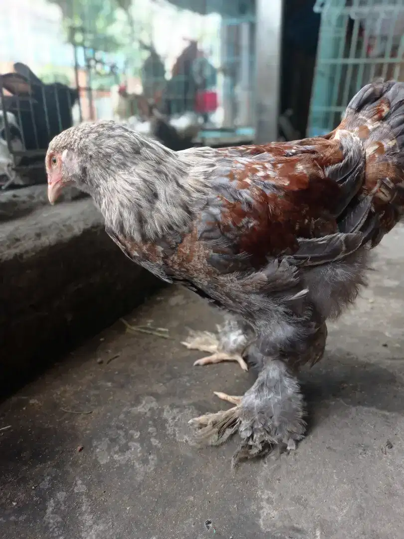 ayam brahma 3 bulan