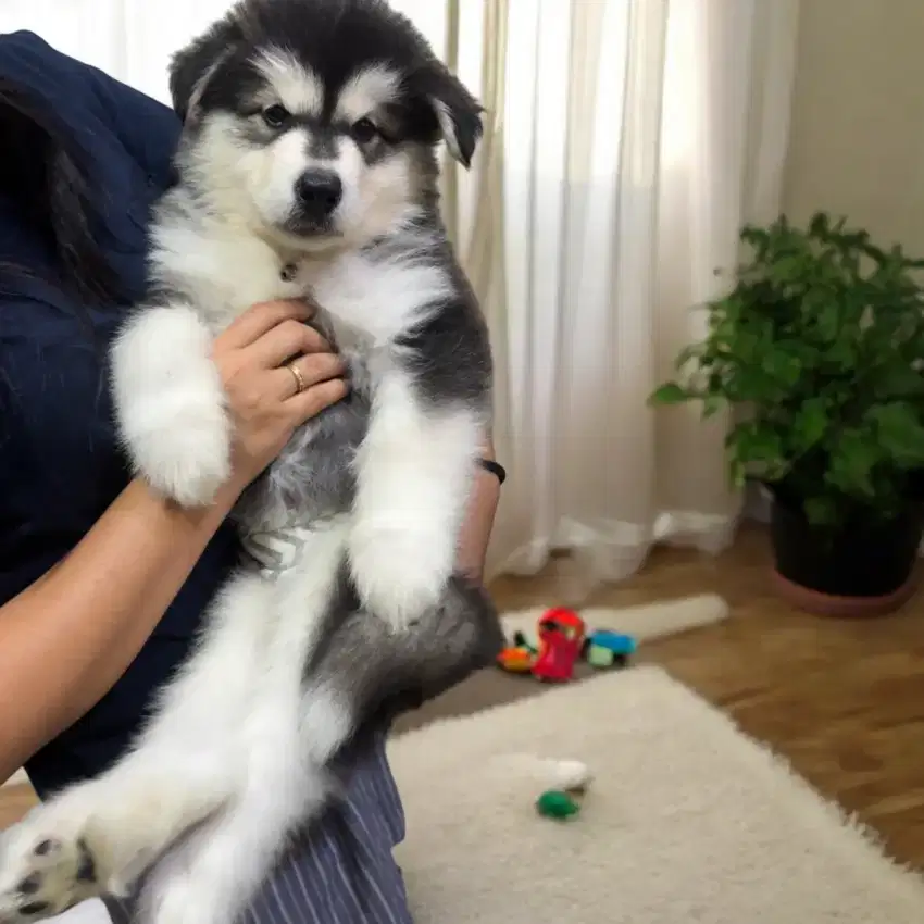 ALASKAN MALAMUTE BIG BONE SUPER QUALITY LONG HAIR