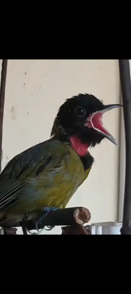 Burung samyong jinak