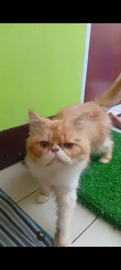 Persia peaknose sepasang (orange dan callico)