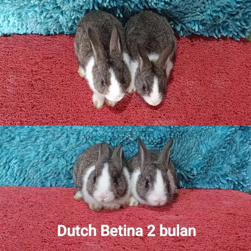 Anakan Kelinci Dutch usia 2 bulan