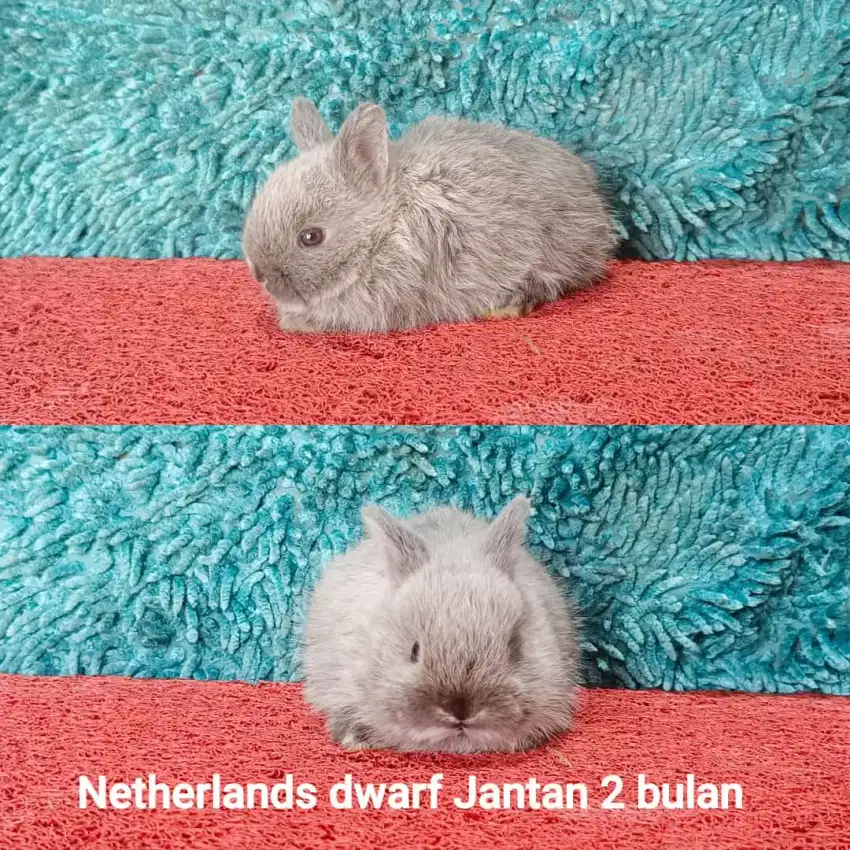 Anakan kelinci Netherland Dwarf usia 3 bulan