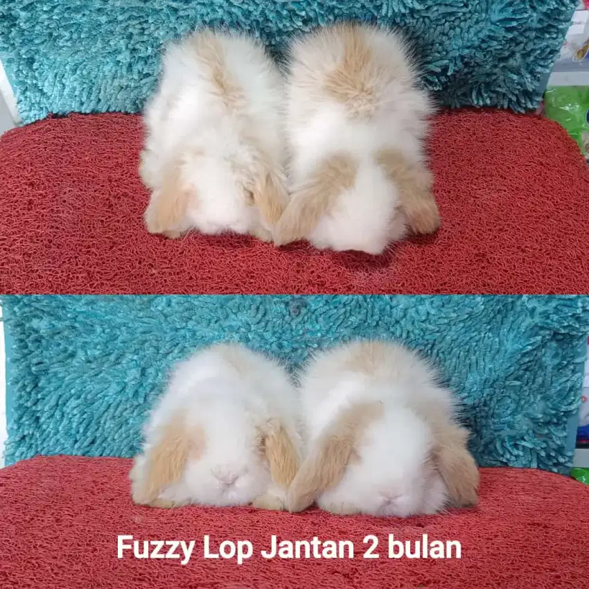 Kelinci FL/Fuzzy Lop/Fuzylop/Fujilop usia 2 bulan bagus bagus