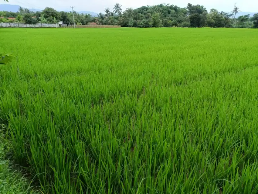 Dijual tanah sawah strategis pinggir jalan desa luas 1979 meter, SHM