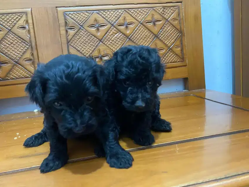 Jual anak anjing poodle mix betina