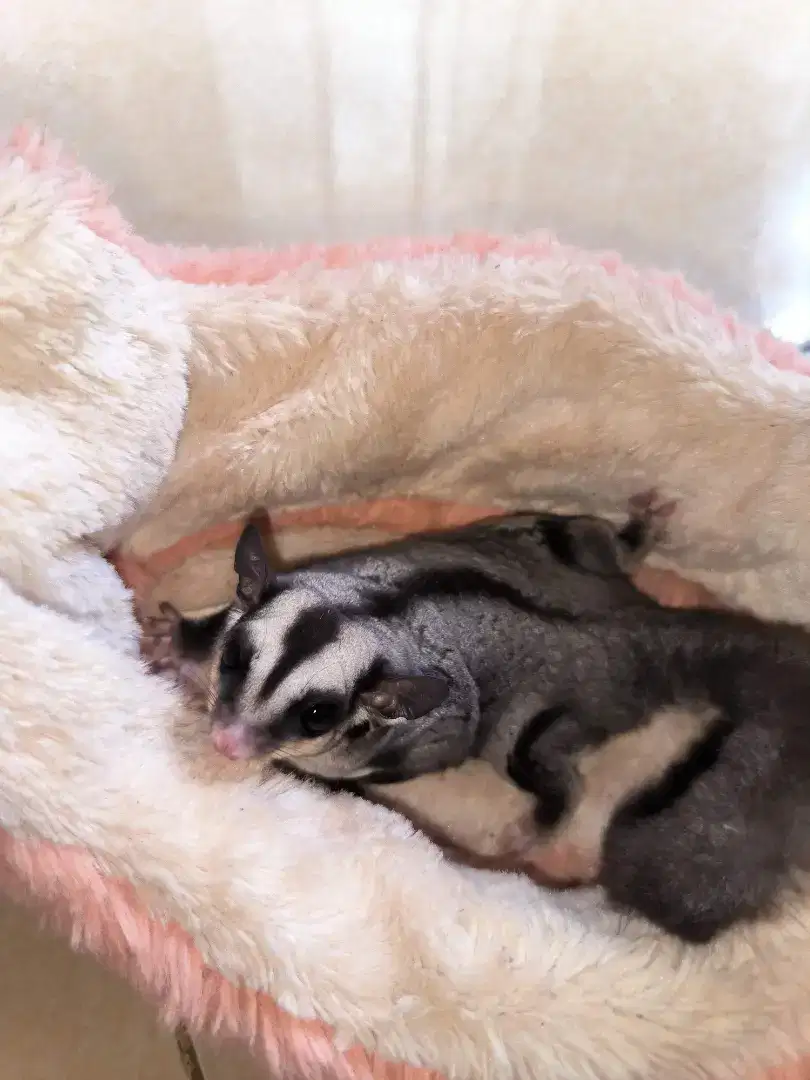 sugar glider classic grey betina