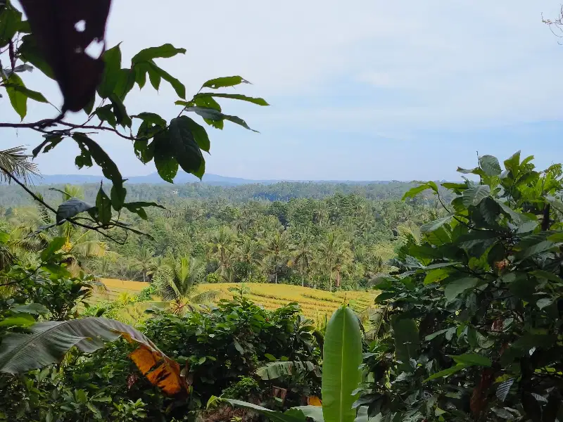 Dijual tanah kebun dengan view sawah di area villa di bali