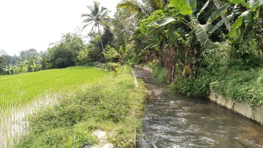 AIR MENGALIR TERUS  BESAR DAN BERSIH  || SAWAH PRODUKTIF