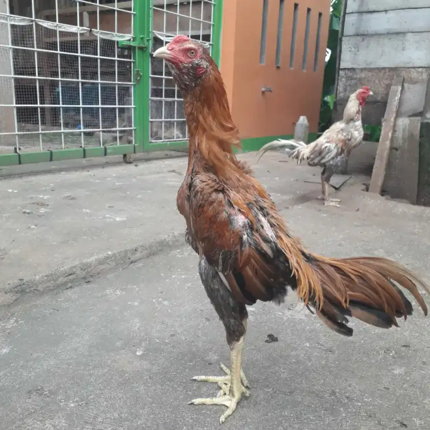 Ayam bangkok muda