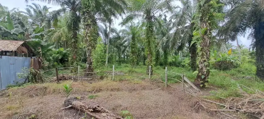 DIJUAL TANAH KEBUN SAWIT 2,5 RANTE, DEKAT DARI JALAN RAYA LINTAS SUMUT