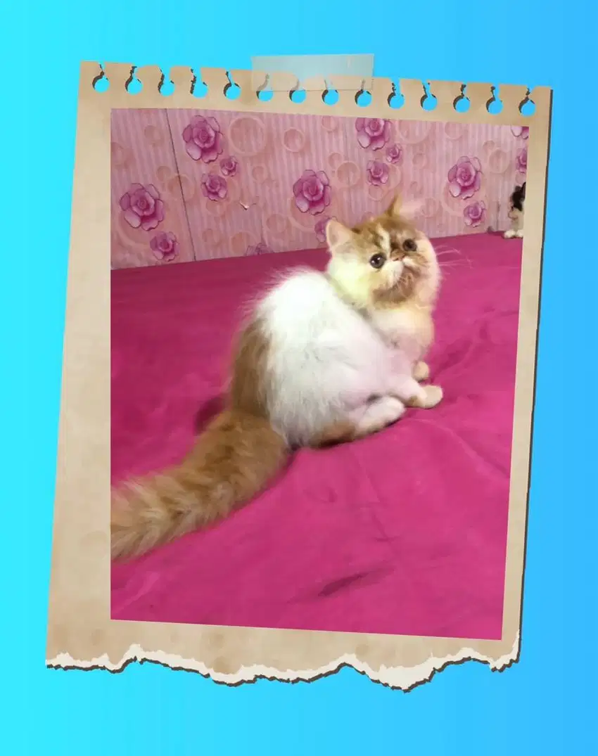 Kucing Peaknose Jantan Long Hair Lucuu