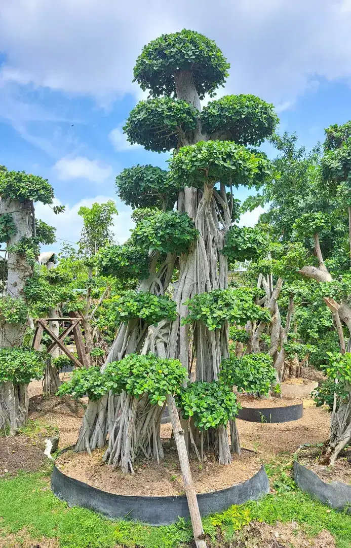 Bonsai Dolar Taman Terlengkap