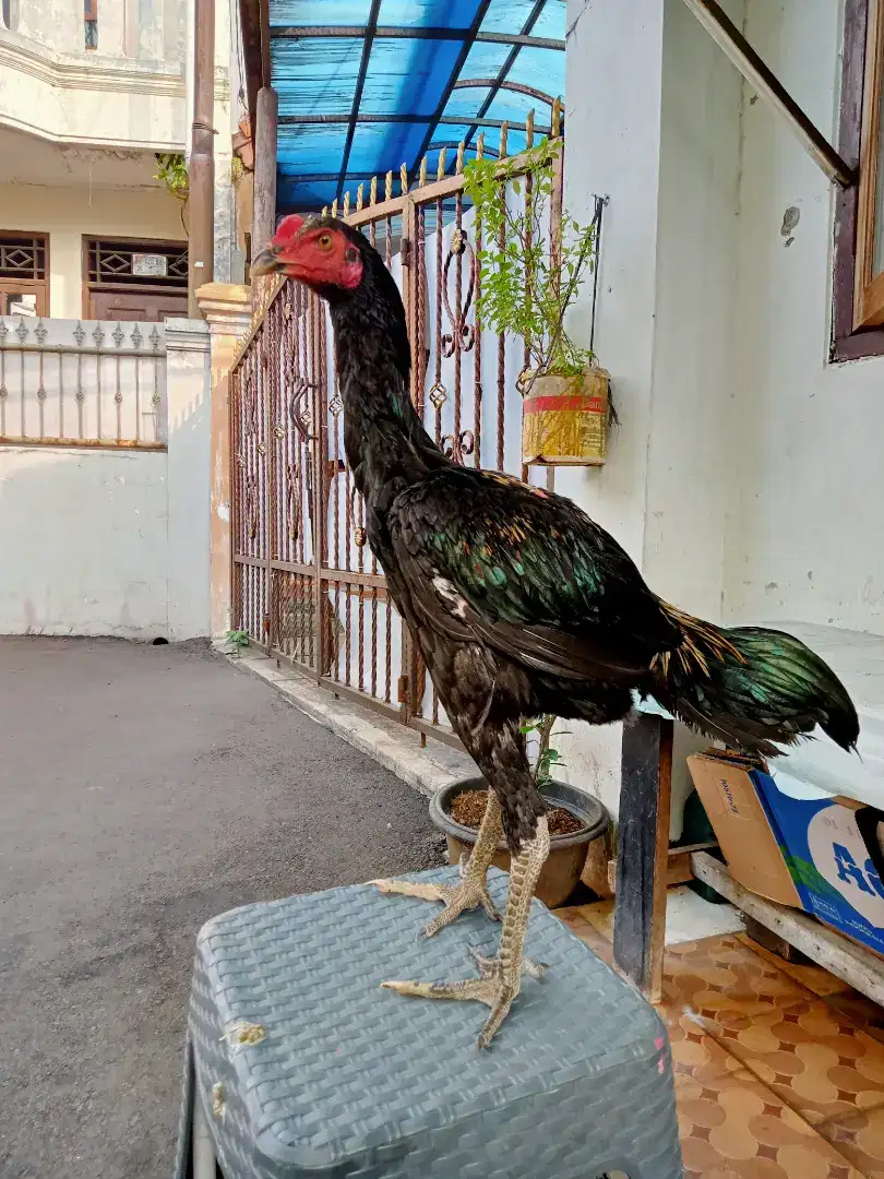 Ayam Bangkok jantan