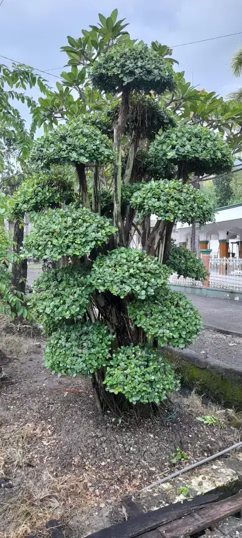 Bonsai Taman Dolar Master