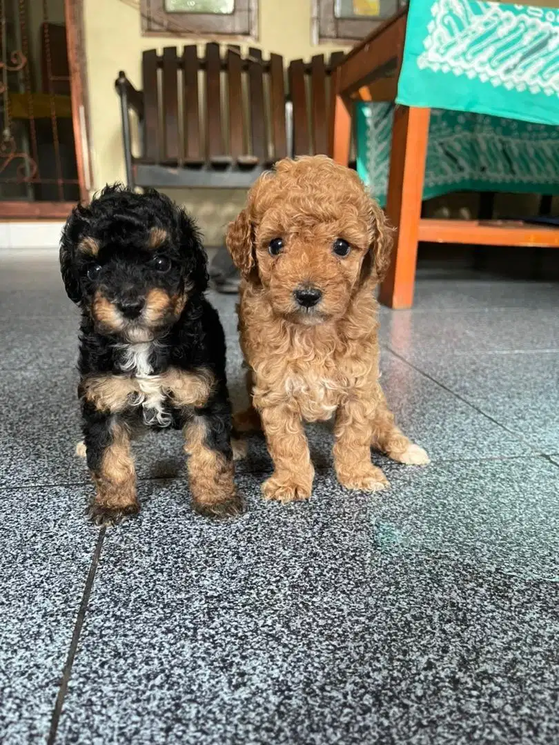 PUPPIES ANAK ANJING POODLE APRICOT PHANTOM