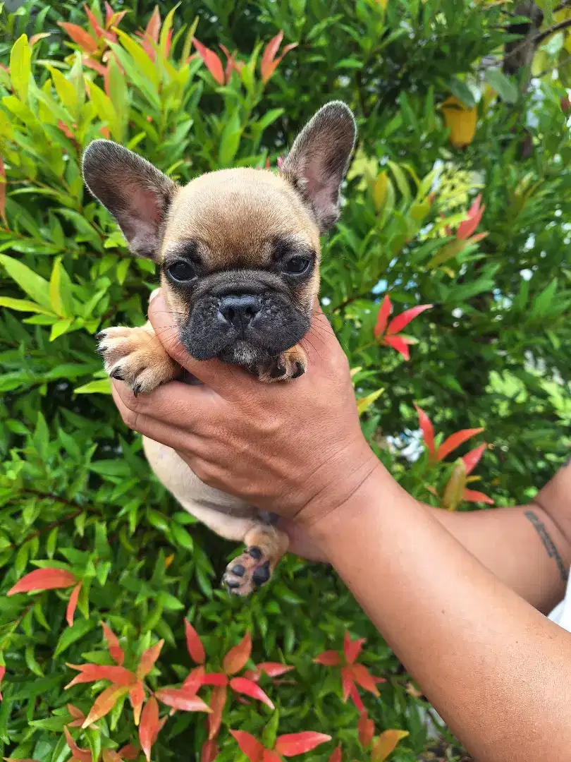 DIJUAL anakan Frenchie (French Bulldog) imut