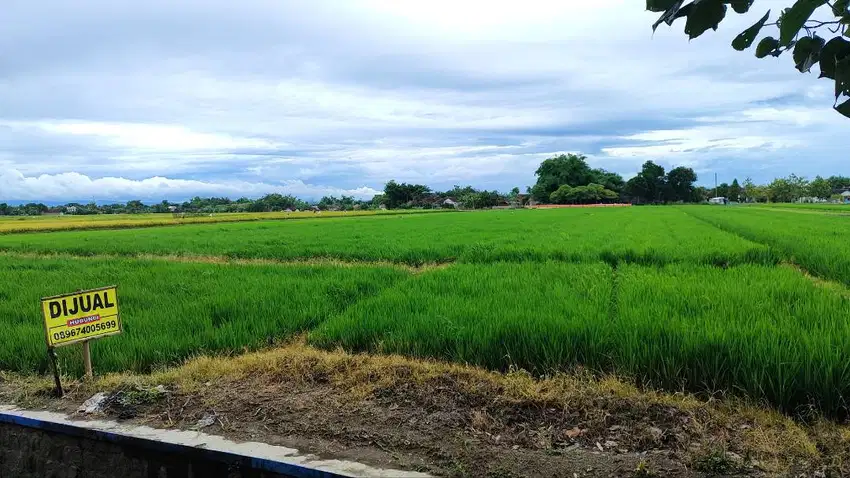 Dijual Cepat Dua Patok Sawah Total Luas 4340 m2 Rp900 juta BISA NEGO