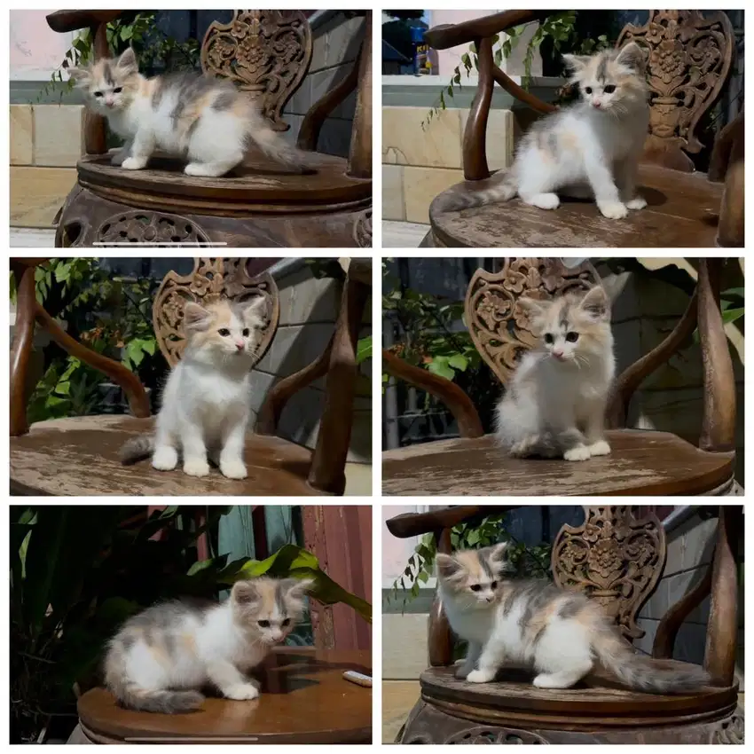 Kucing persia medium betina