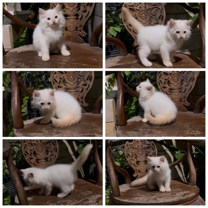 Kucing persia medium jantan mata biru