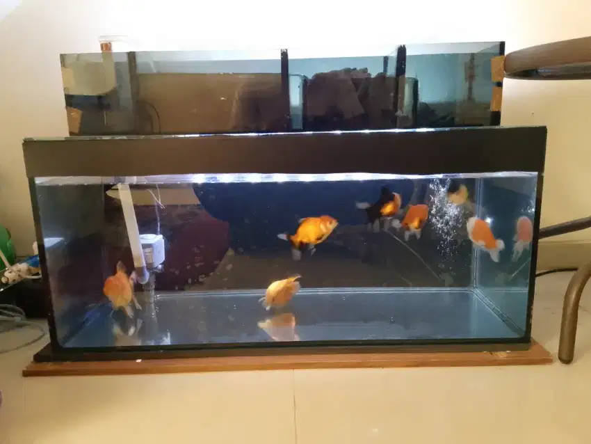 Ikan mas koki 7 ekor dan aquarium 80x35x35