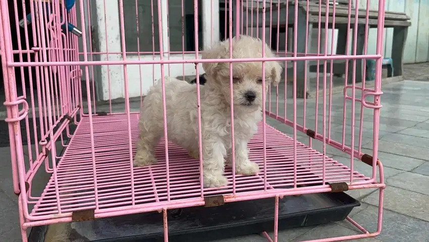 toy poodle jantan betina jefra petshop