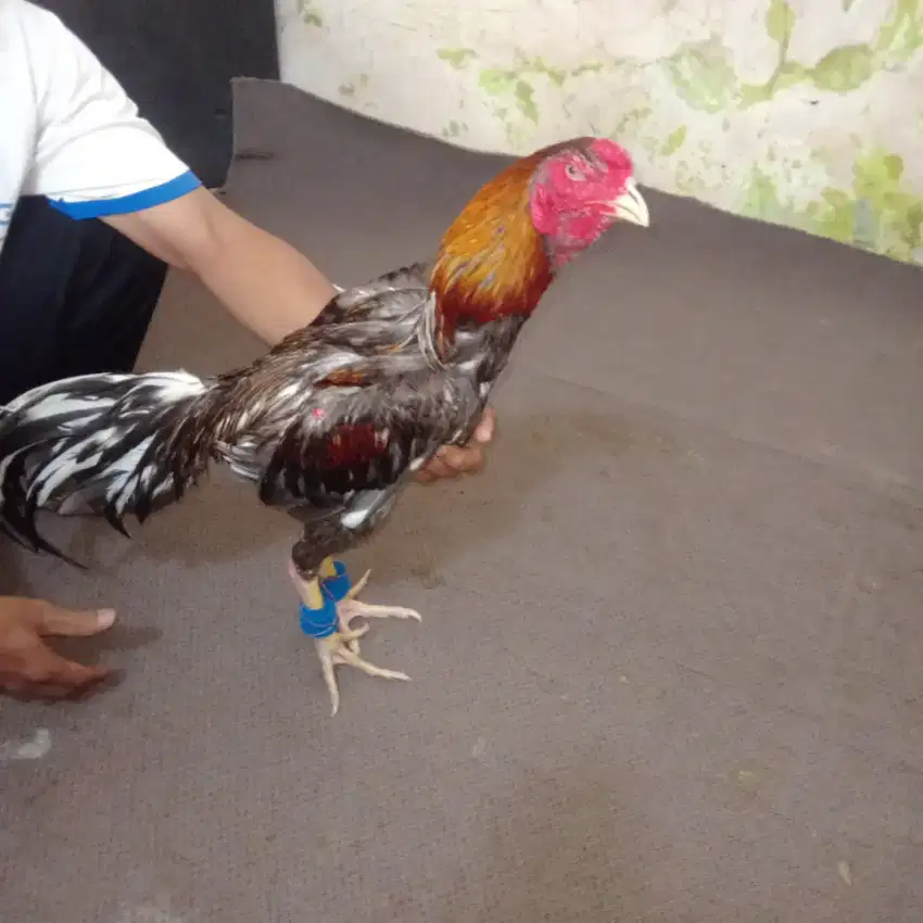 Ayam bangkok KOYTRAD