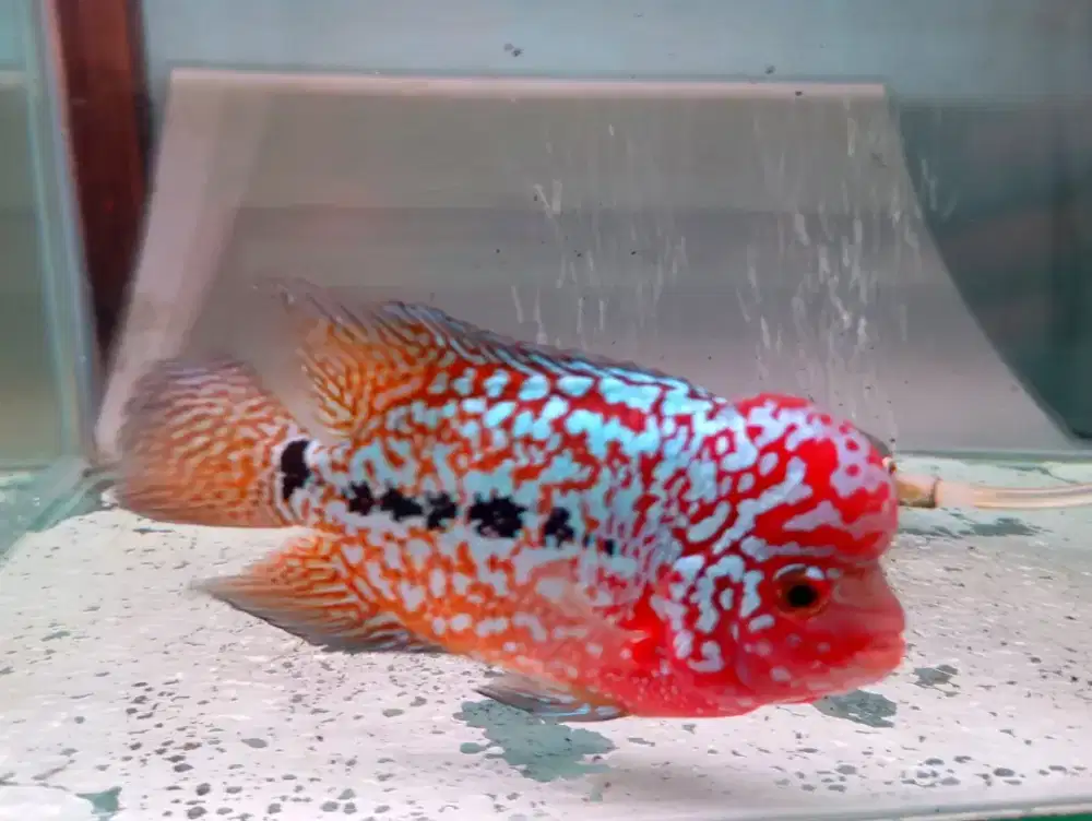 Louhan Kamfa F2 Ori Thailand TwoTone