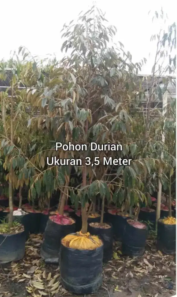 Pohon Durian Ukuran Besar Tinggi 3 Meter +