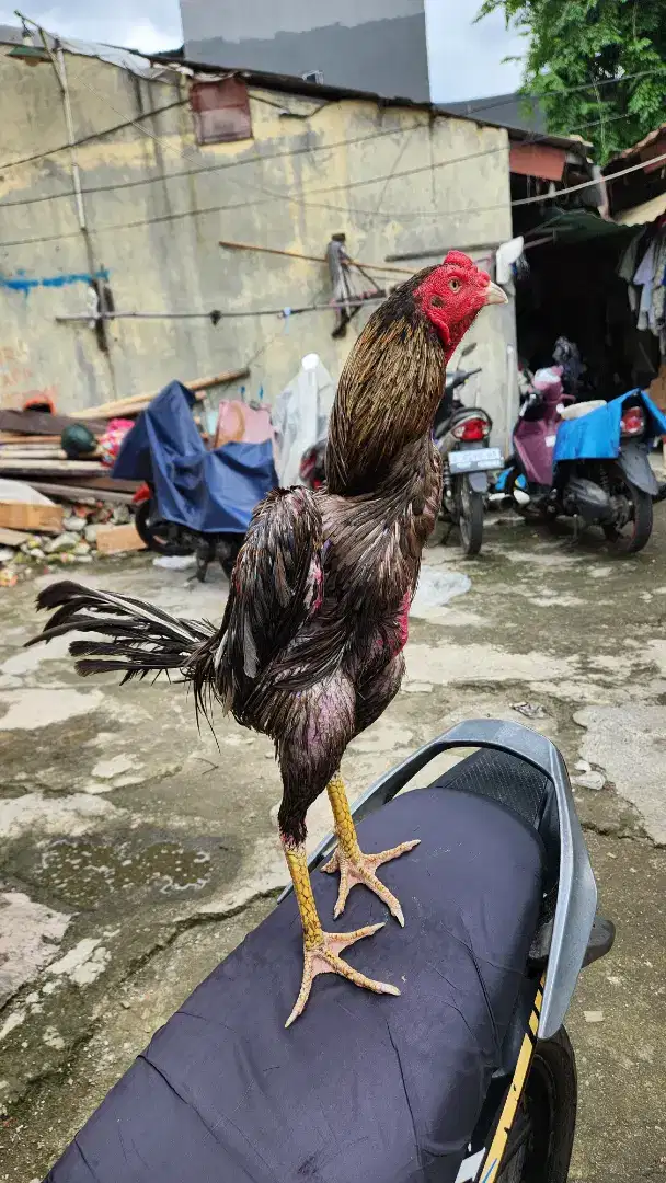 AYAM BANGKOK PUKUL SAKIT