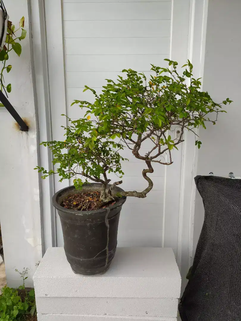 Tanaman Bonsai kalimantan