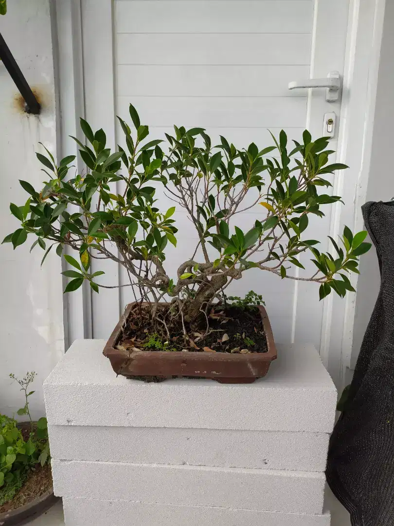 Tanaman Bonsai kimeng di jual aja