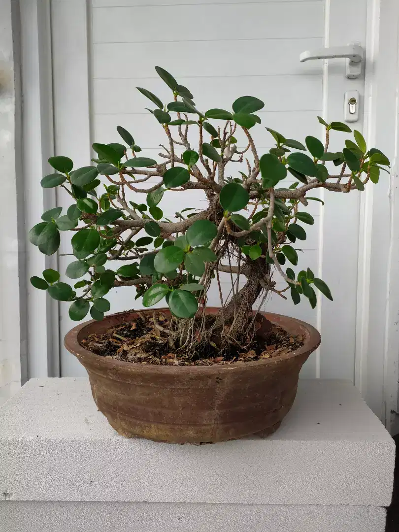 Tanaman Bonsai beringin korea