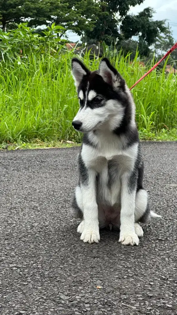 Dijual Siberian Husky usia 2bln