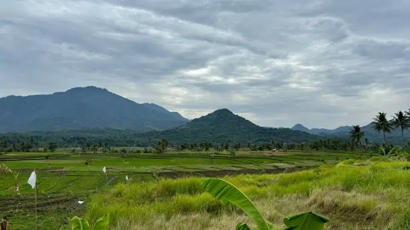 Tanah sawah shm 390rb/m² nempel jalan provinsi