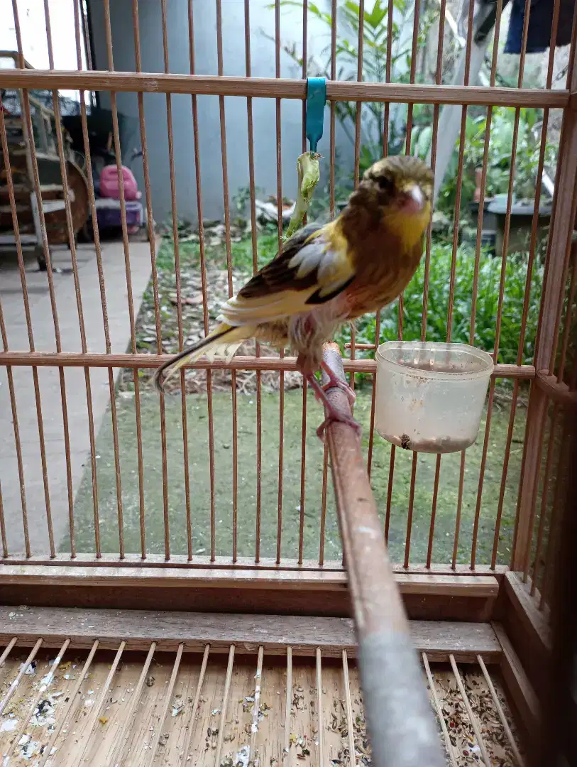 Burung kenari f1 rasmi