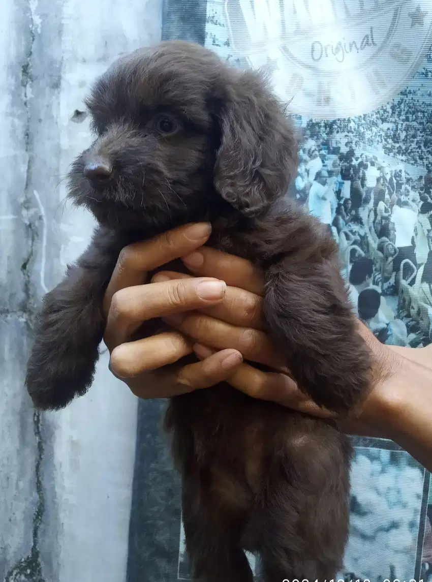 Anakan Poodle Mix