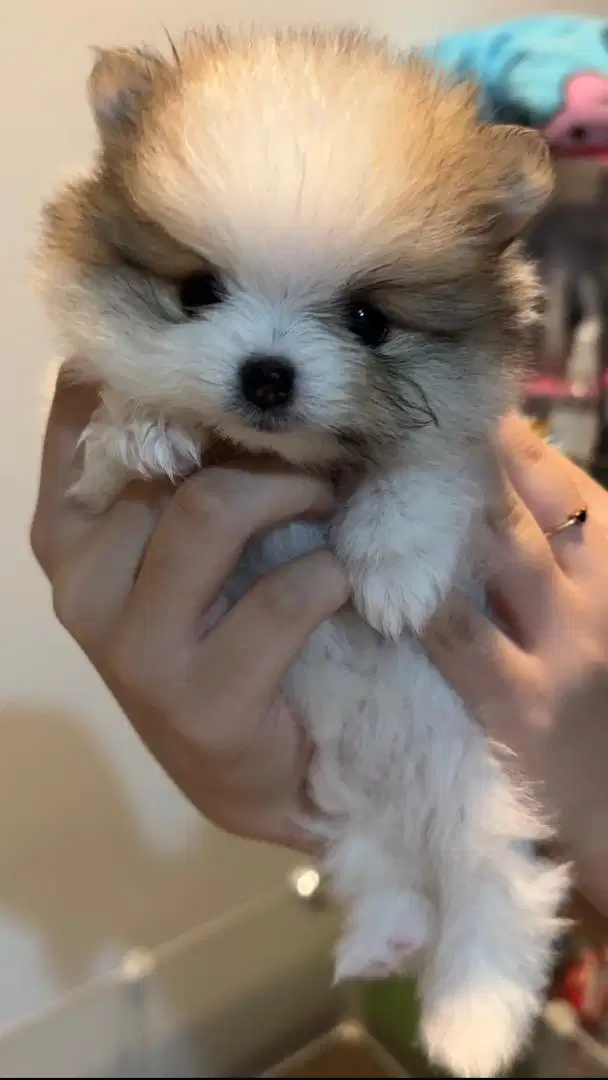 Dijual Anjing Mini Pomeranian Super Mini Pom Betina dan Jantan