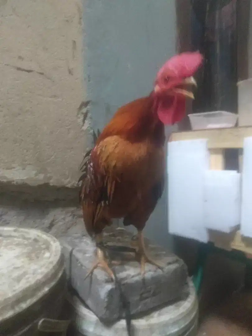 Ayam Kate jantan campuran kampung