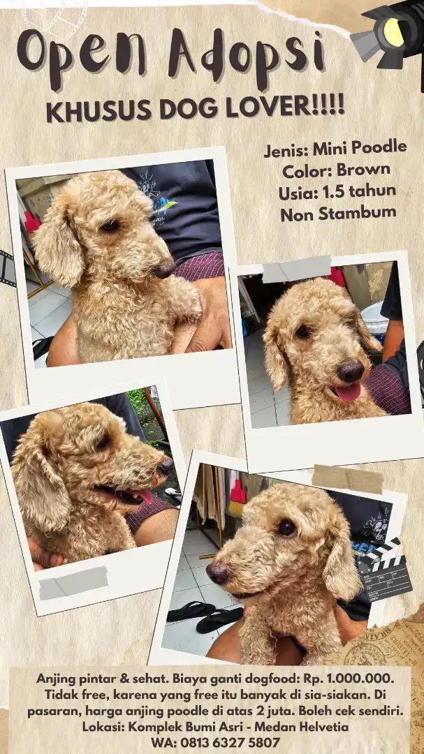 Dijual Anjing Mini Poodle Jantan 1.5 thn