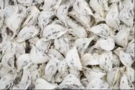 SARANG BURUNG WALET atau YENWO asli, kotor Bird's Nest harga per ons