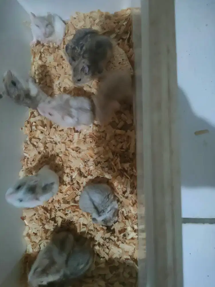 Hamster lucu dan sehat