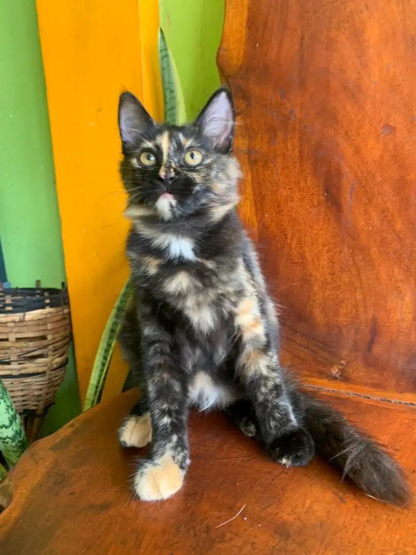 kucing Persia Tortie Mixdom