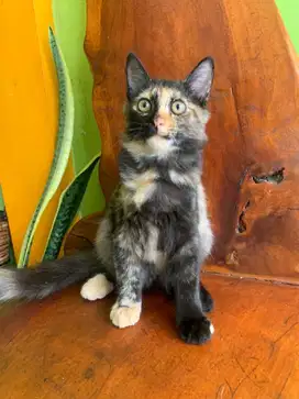 Kucing persia tortie mixdom