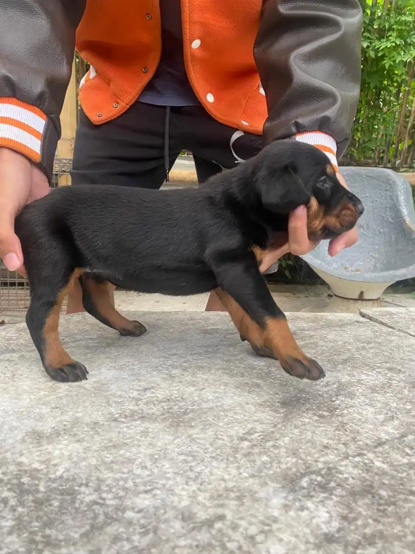 Jual anakan anjing doberman DoB 6 desember 2024