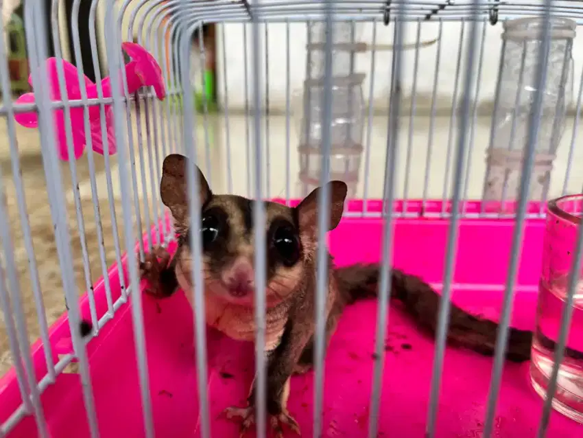 Sugar Glider (Tidak tau jenis apa dan gender apa, Anak tiba tiba beli)