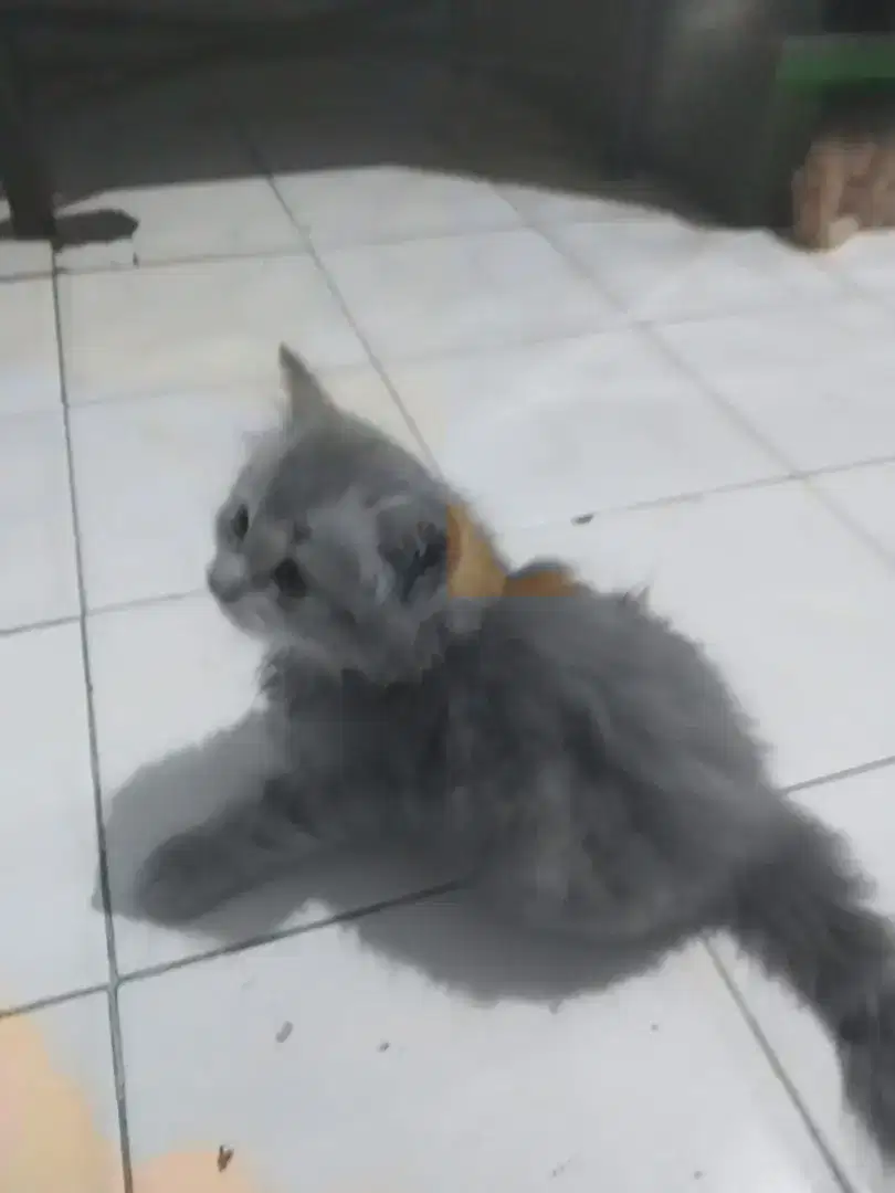 Kitten Persia Menkun usia 2 bulan